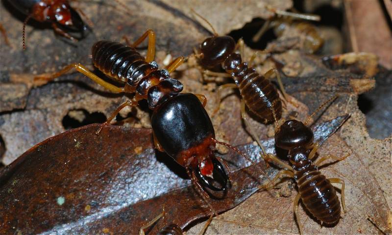 diagnostic termites marseille 